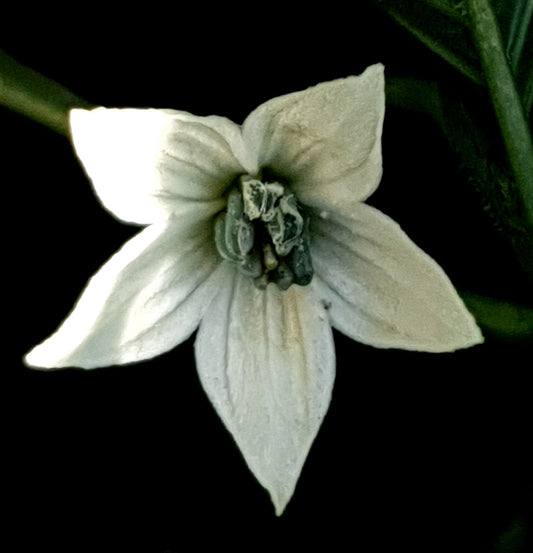 Shabu Shabu - 10 chili seeds