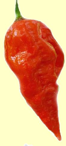 Shabu Shabu - 10 chili seeds