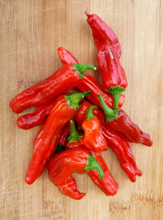 Shishito - 10 Chilisamen