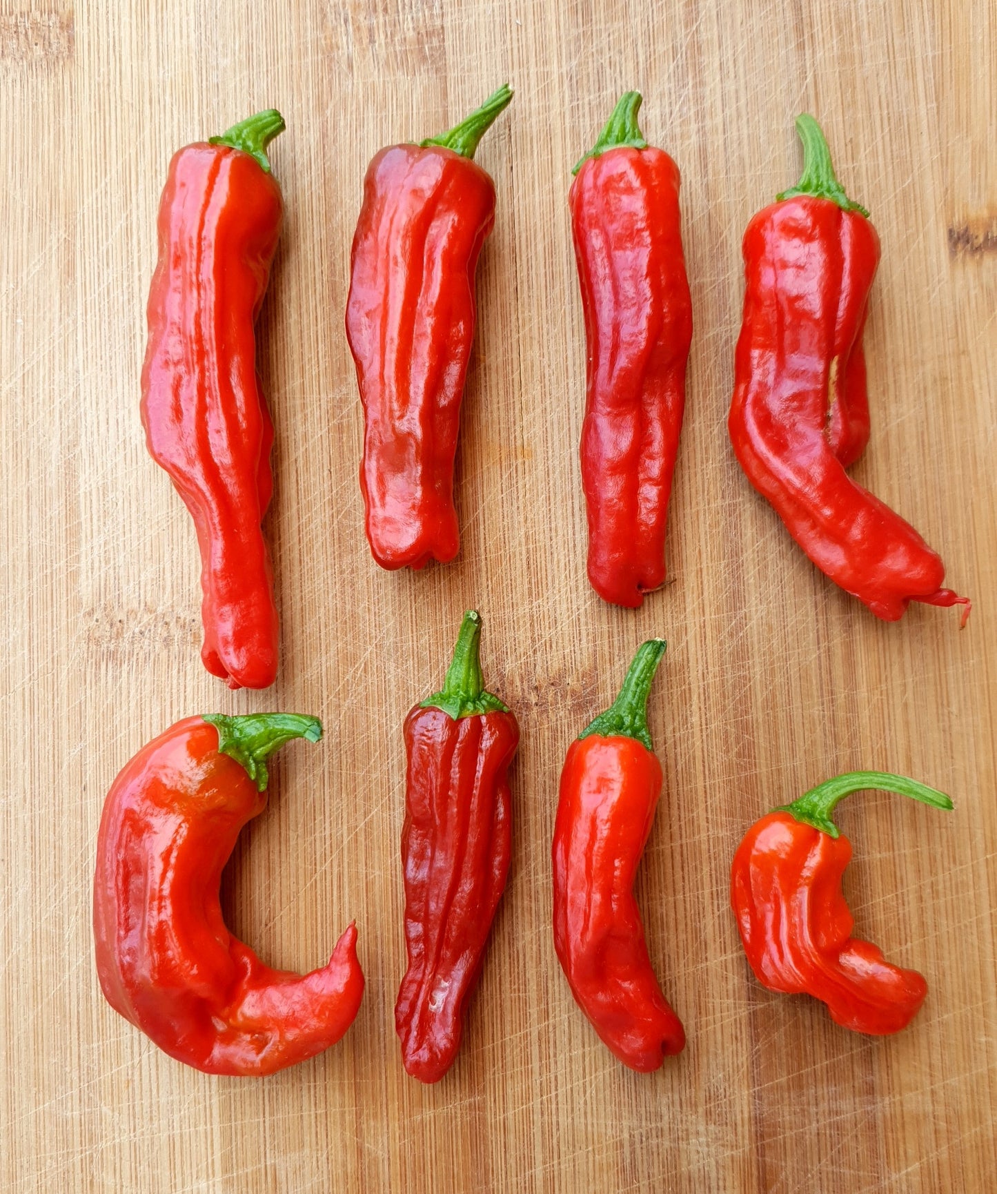 Shishito - 10 chili seeds