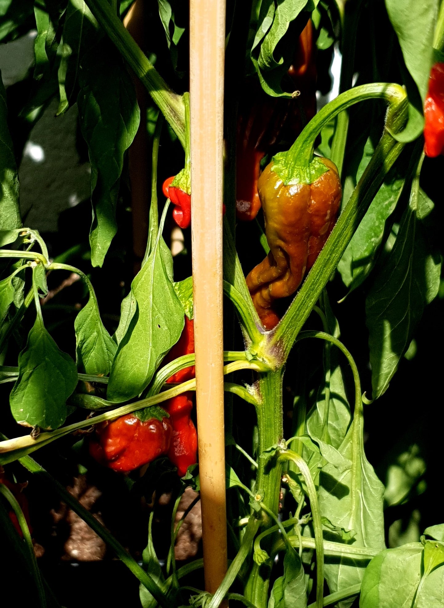 Shishito - 10 chili seeds