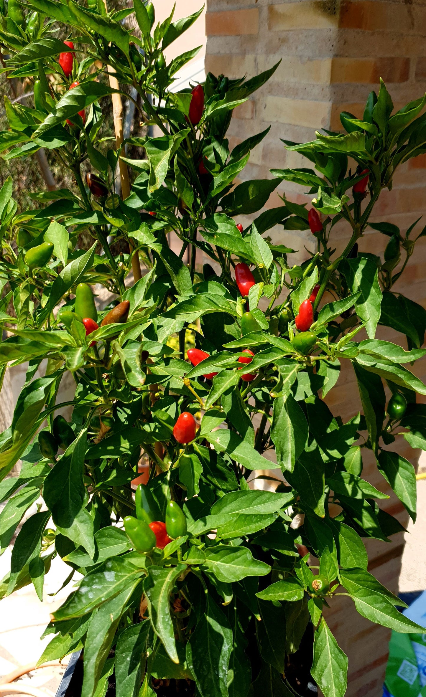 Pimiento casero siberiano - 10 semillas de chile