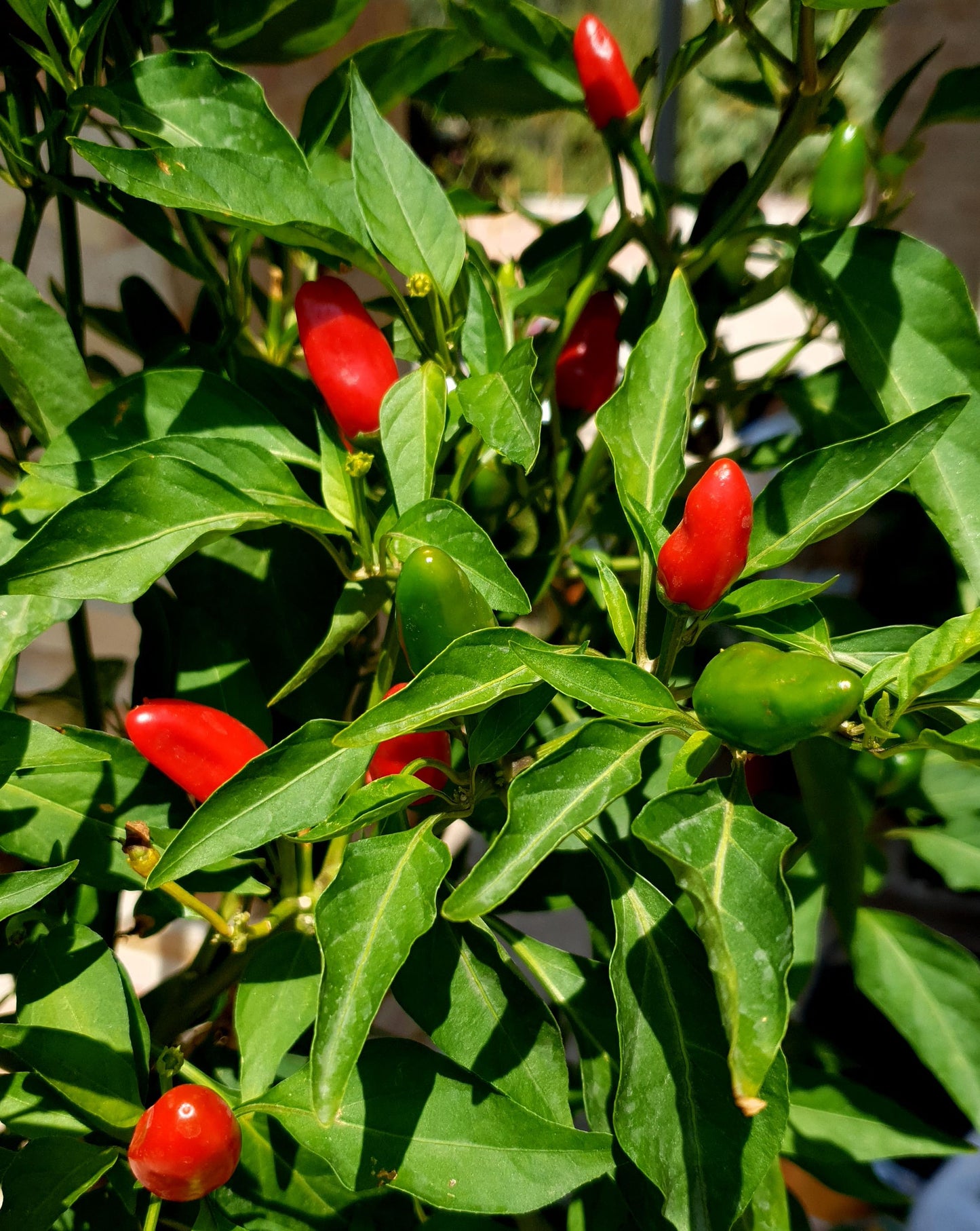 Pimiento casero siberiano - 10 semillas de chile