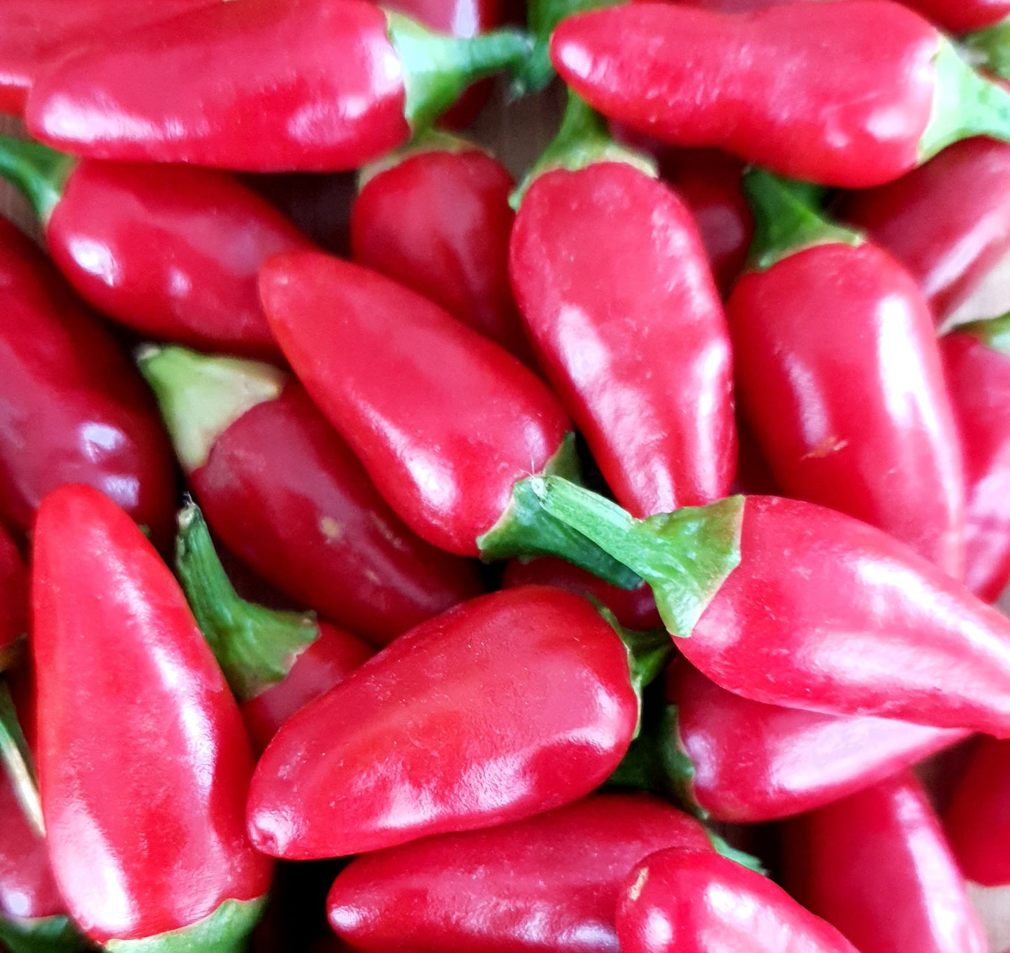 Pimiento casero siberiano - 10 semillas de chile