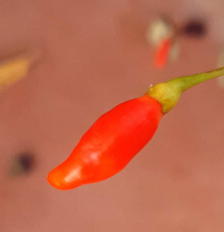 Tabasco 10 Chilisamen