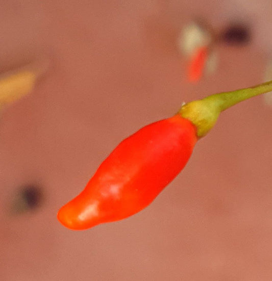 10 semillas de chile Tabasco