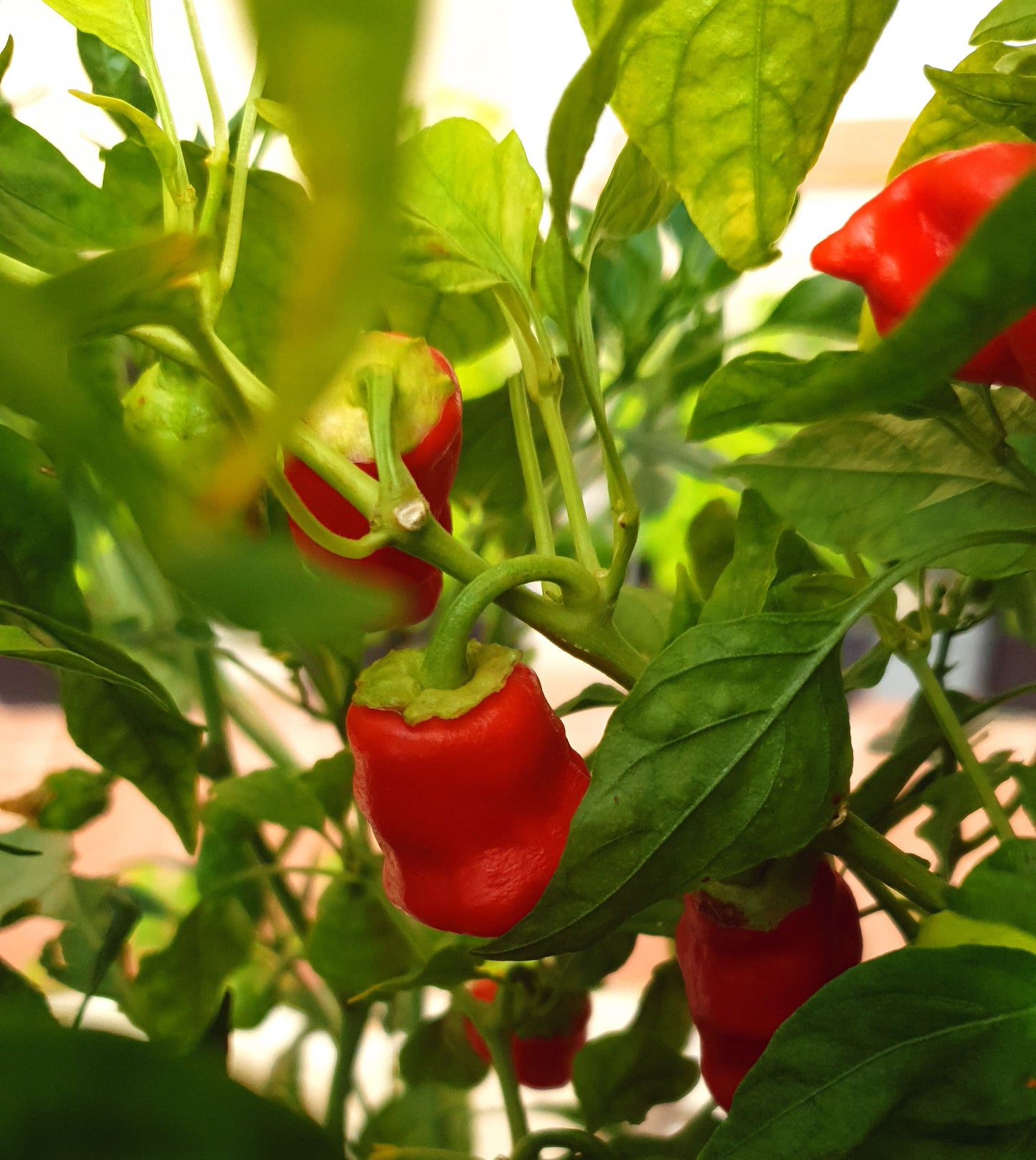 Tasmanian Red 10 chilli seeds