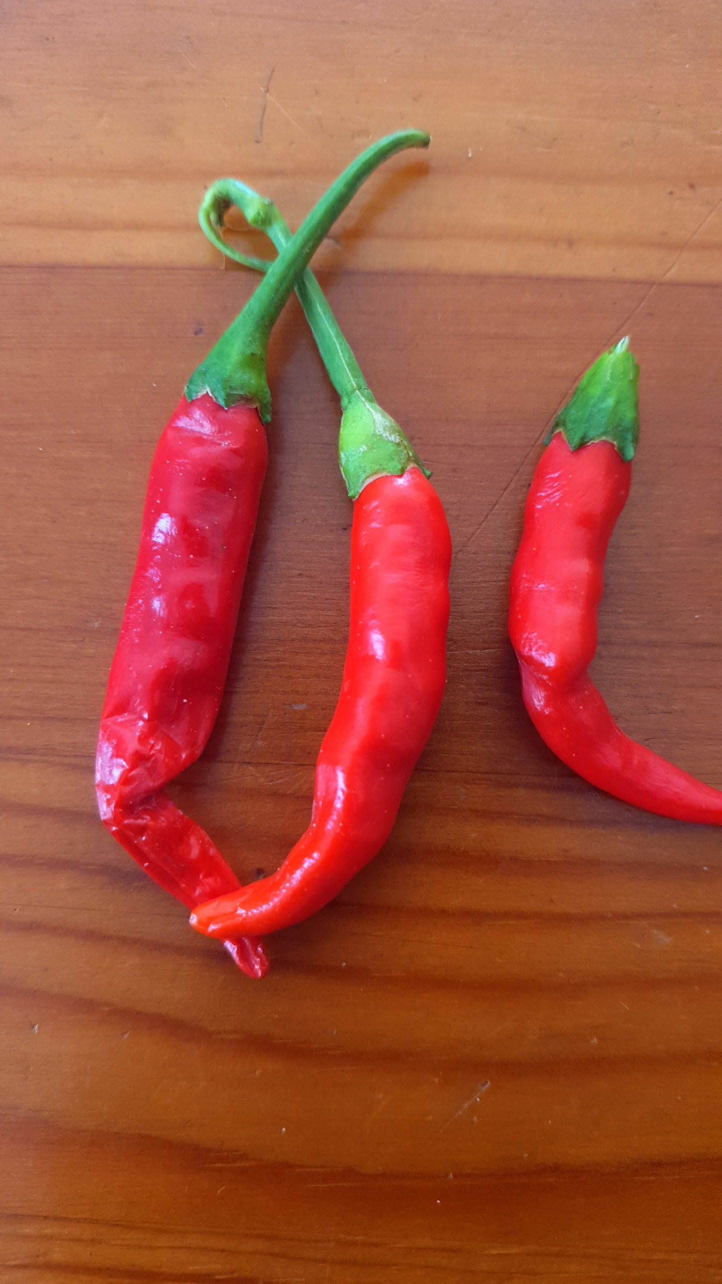 10 semillas de chile Thai Red Hot