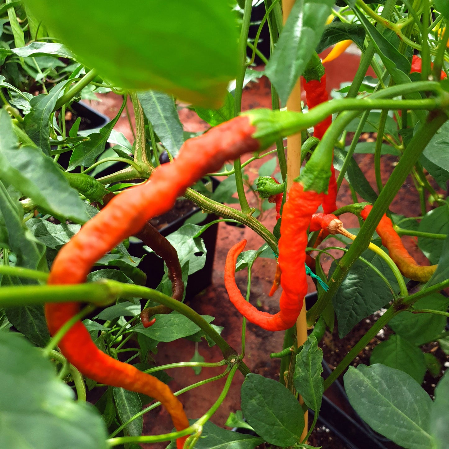Thunder Mountain Longhorn XXL - 10 chili seeds