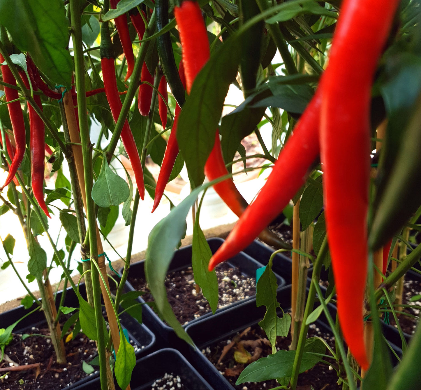 Tokyo Hot - 10 chili seeds