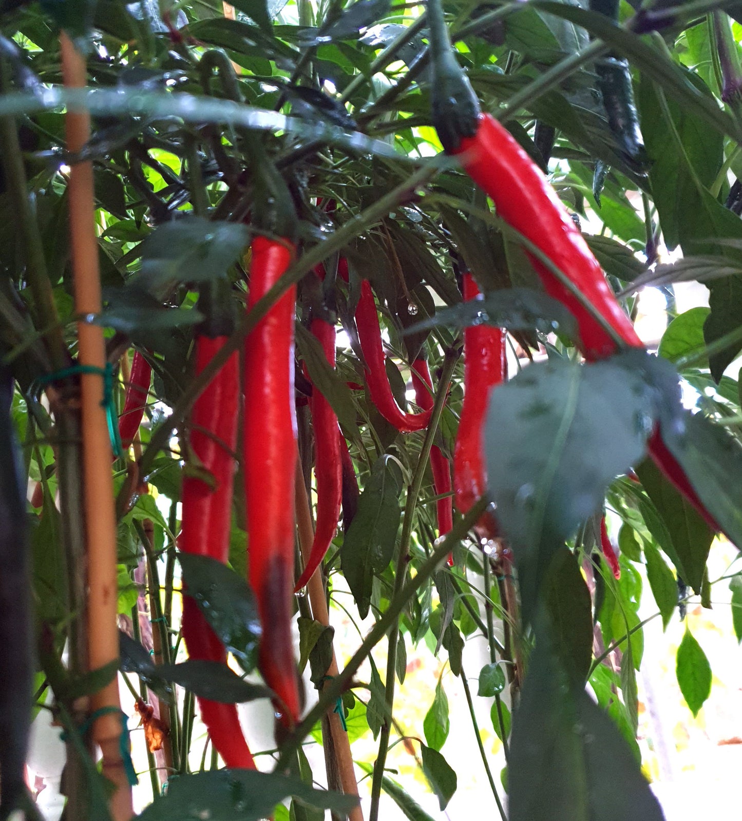 Tokyo Hot - 10 chili seeds