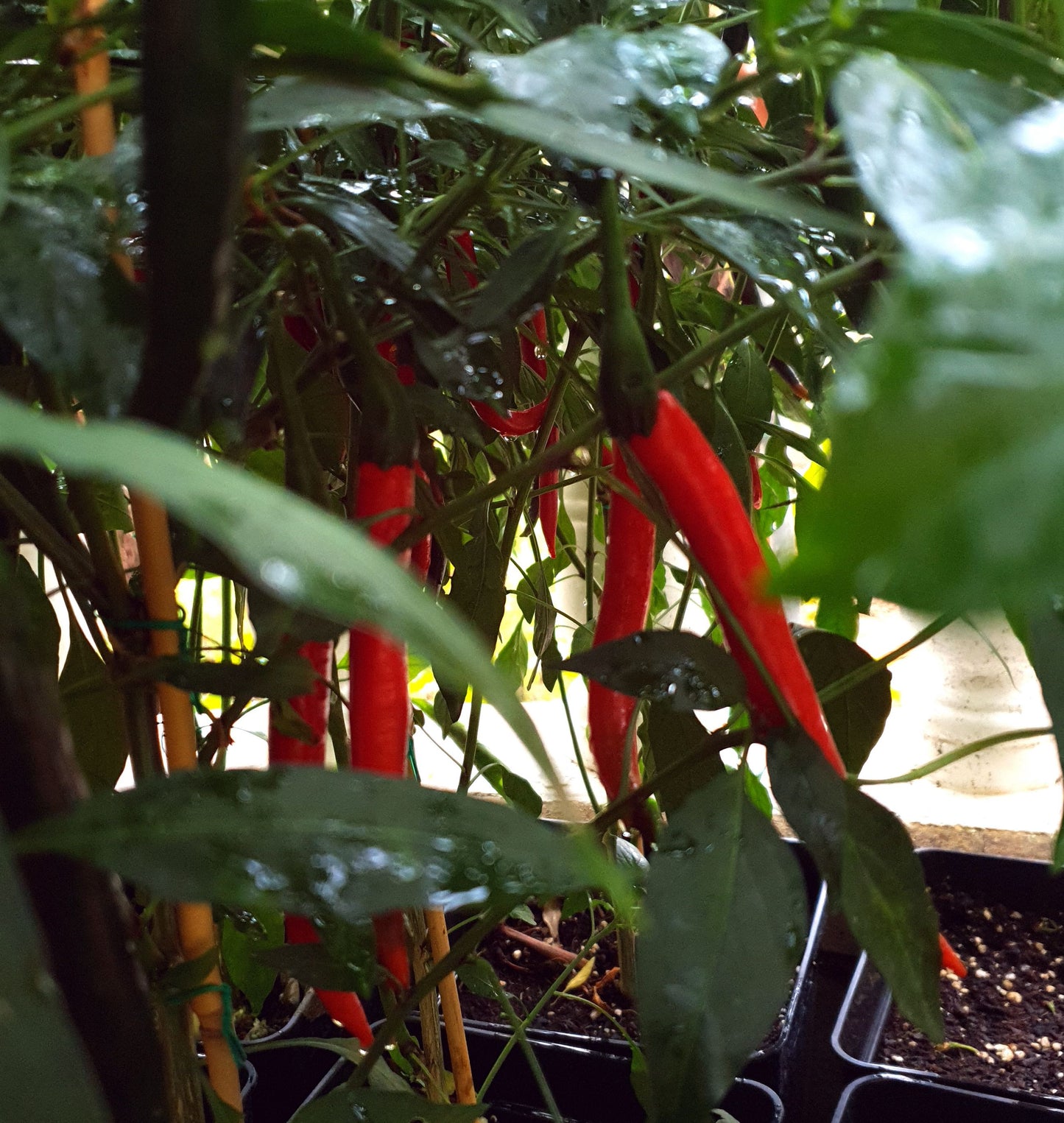 Tokyo Hot - 10 chili seeds
