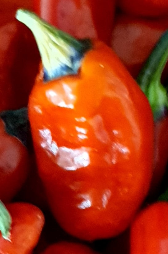 Trifetti Variegata - 10 semillas de chile