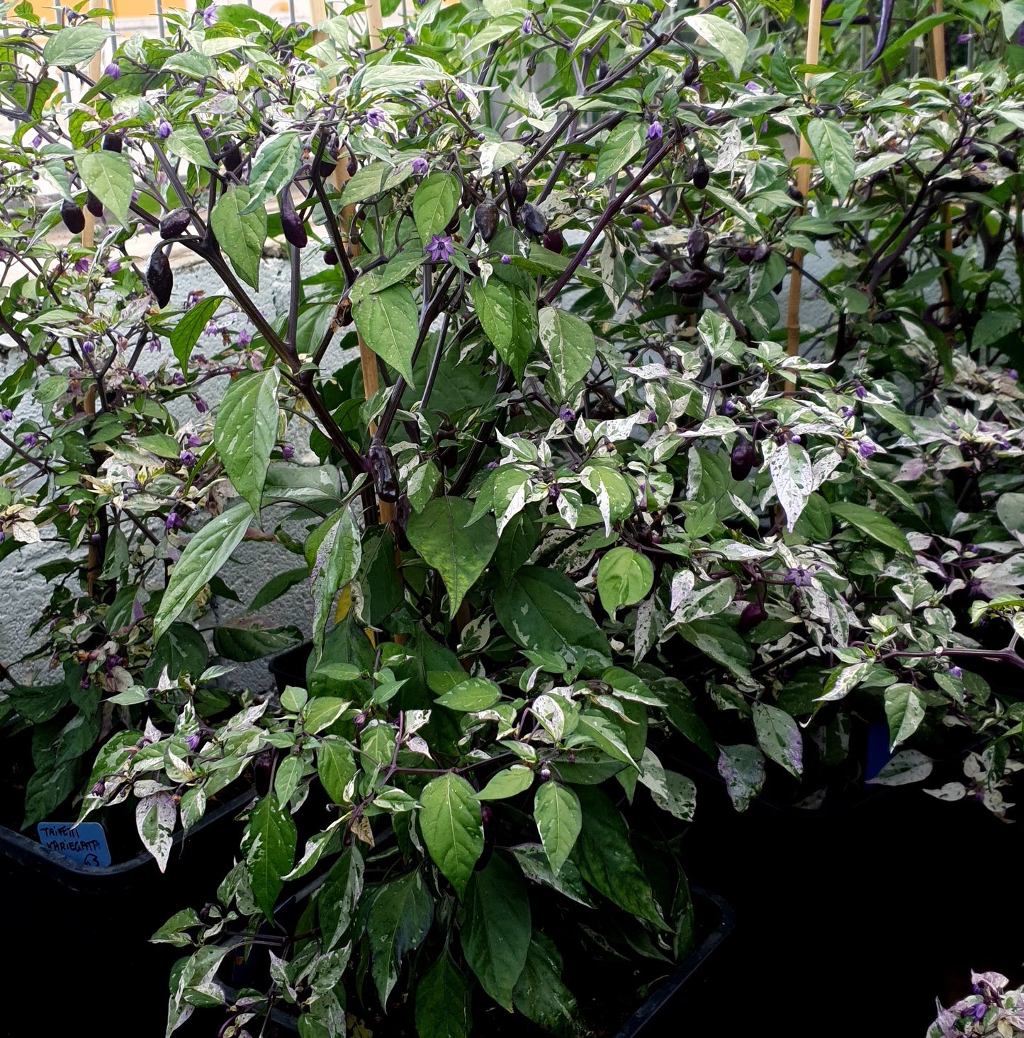 Trifetti Variegata - 10 semillas de chile