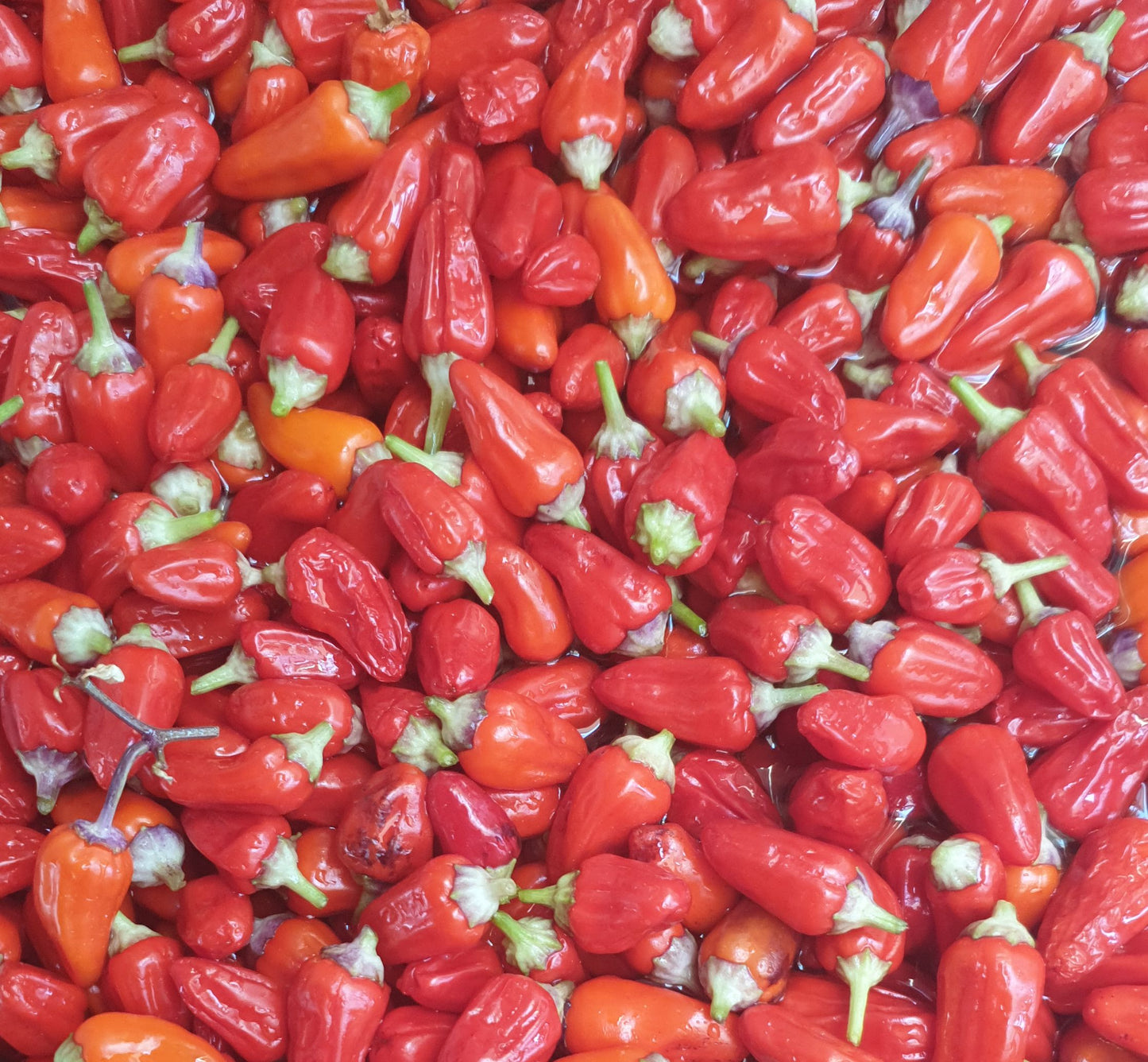 Trinidad Purple Coffee - 10 chili seeds