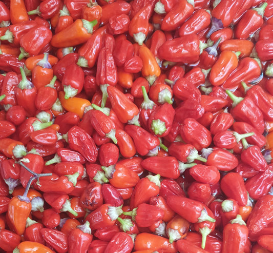Trinidad Purple Coffee - 10 chili seeds