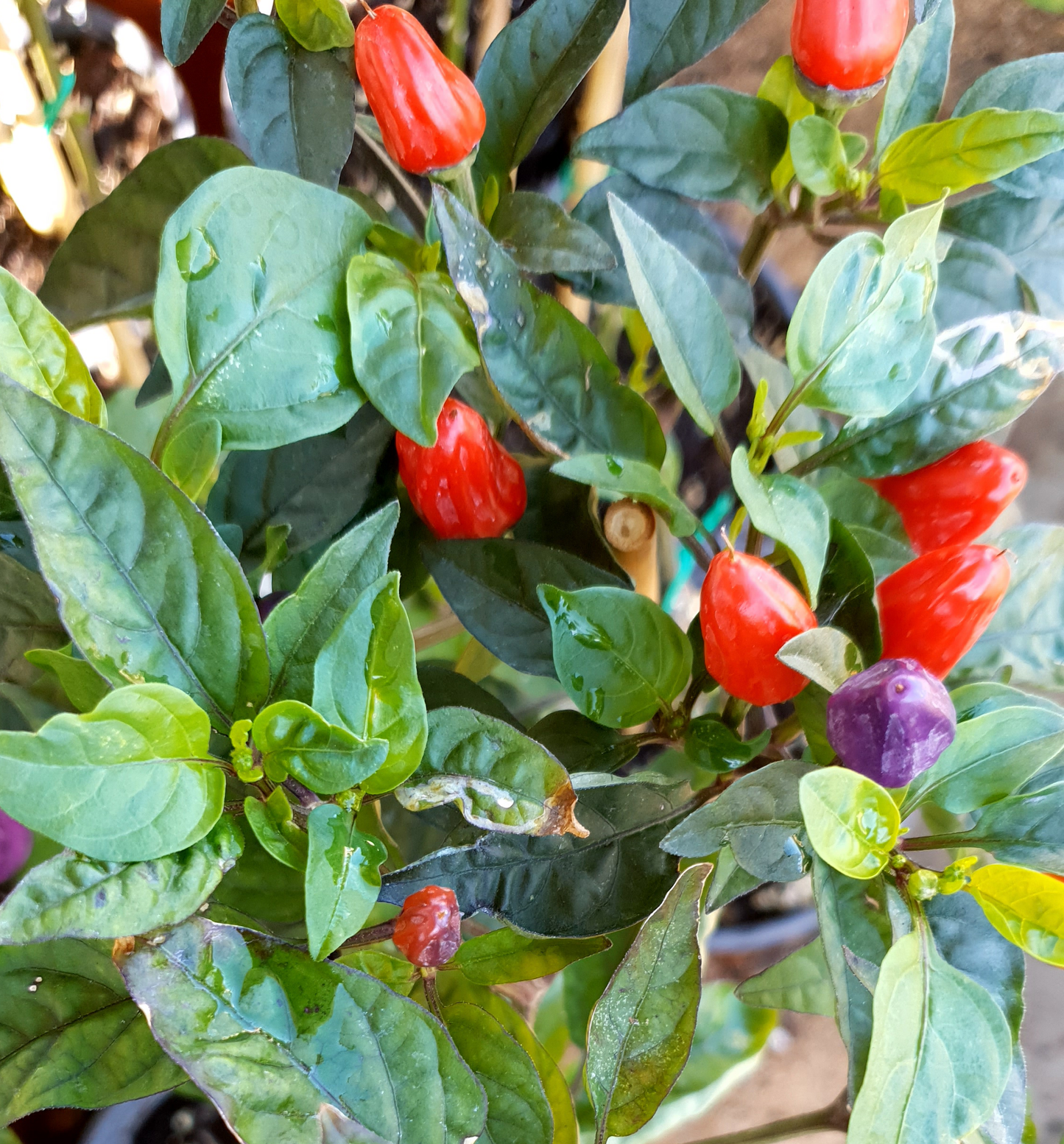 Belleza y sabor: Variedades de chile decorativo (5 variedades, 5 semillas cada una)