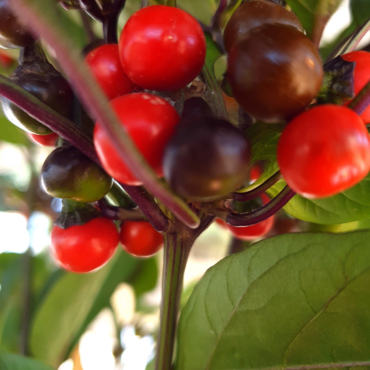 Venezuelan Hot - 10 chili seeds