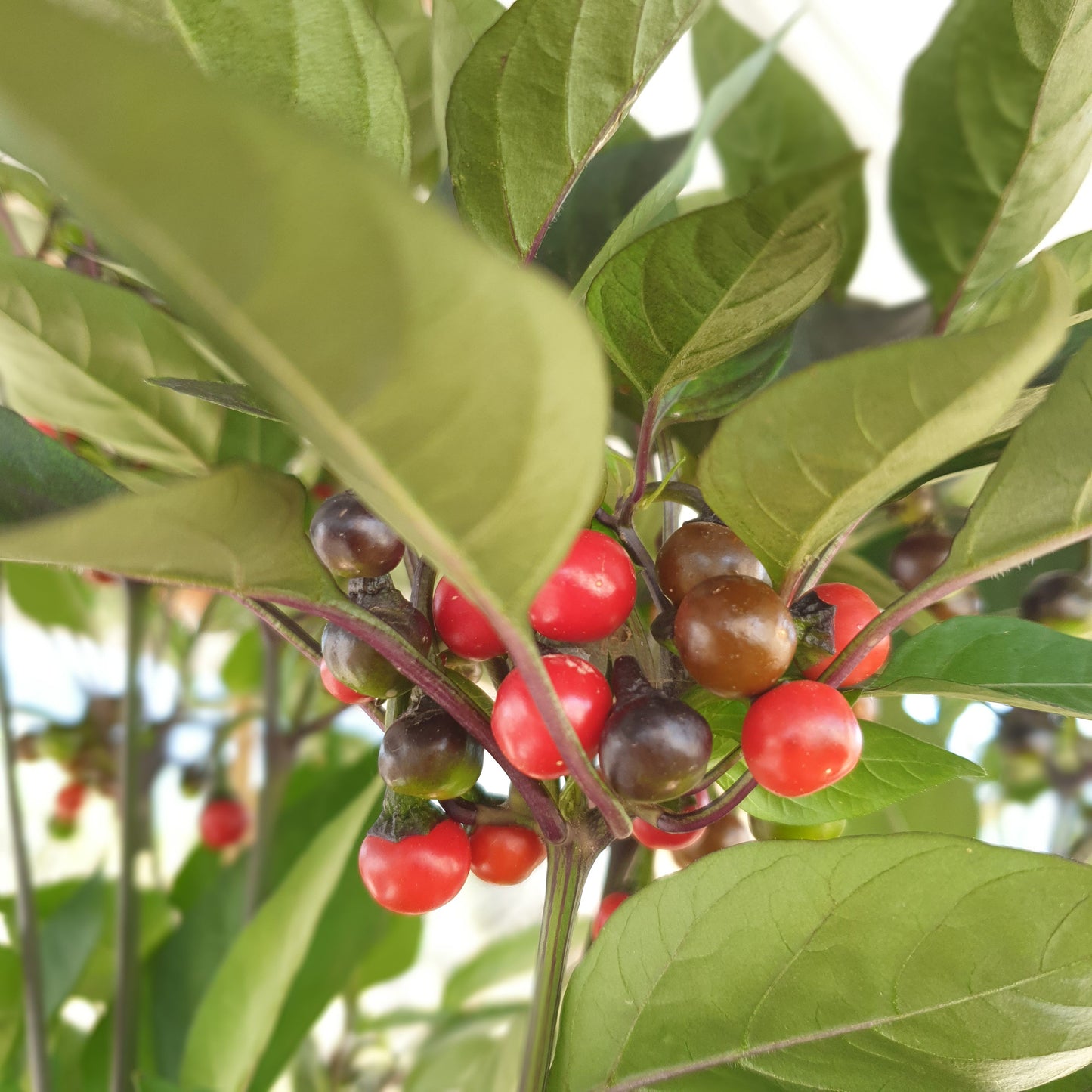 Venezuelan Hot - 10 chili seeds