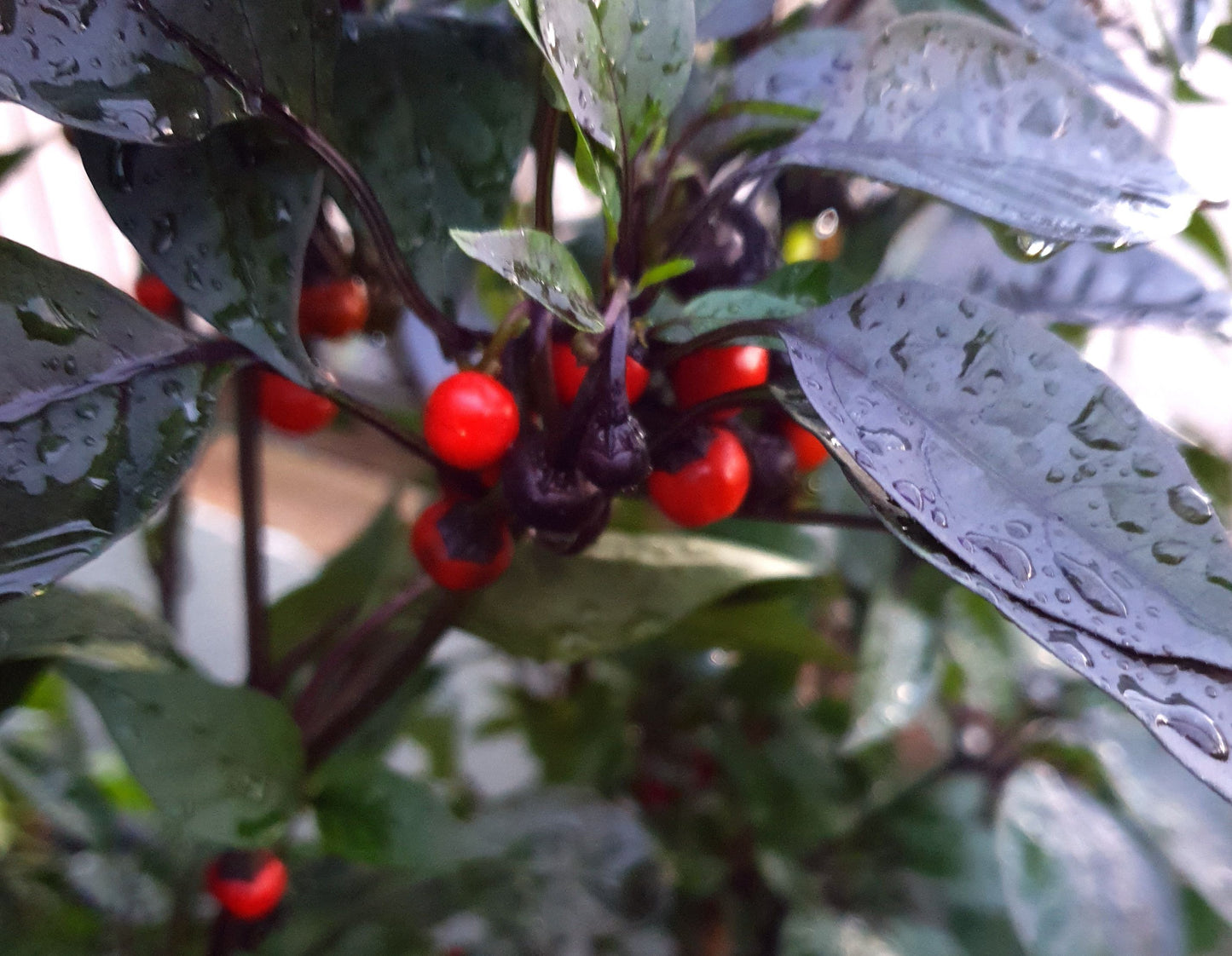 Venezuelan Hot - 10 chili seeds