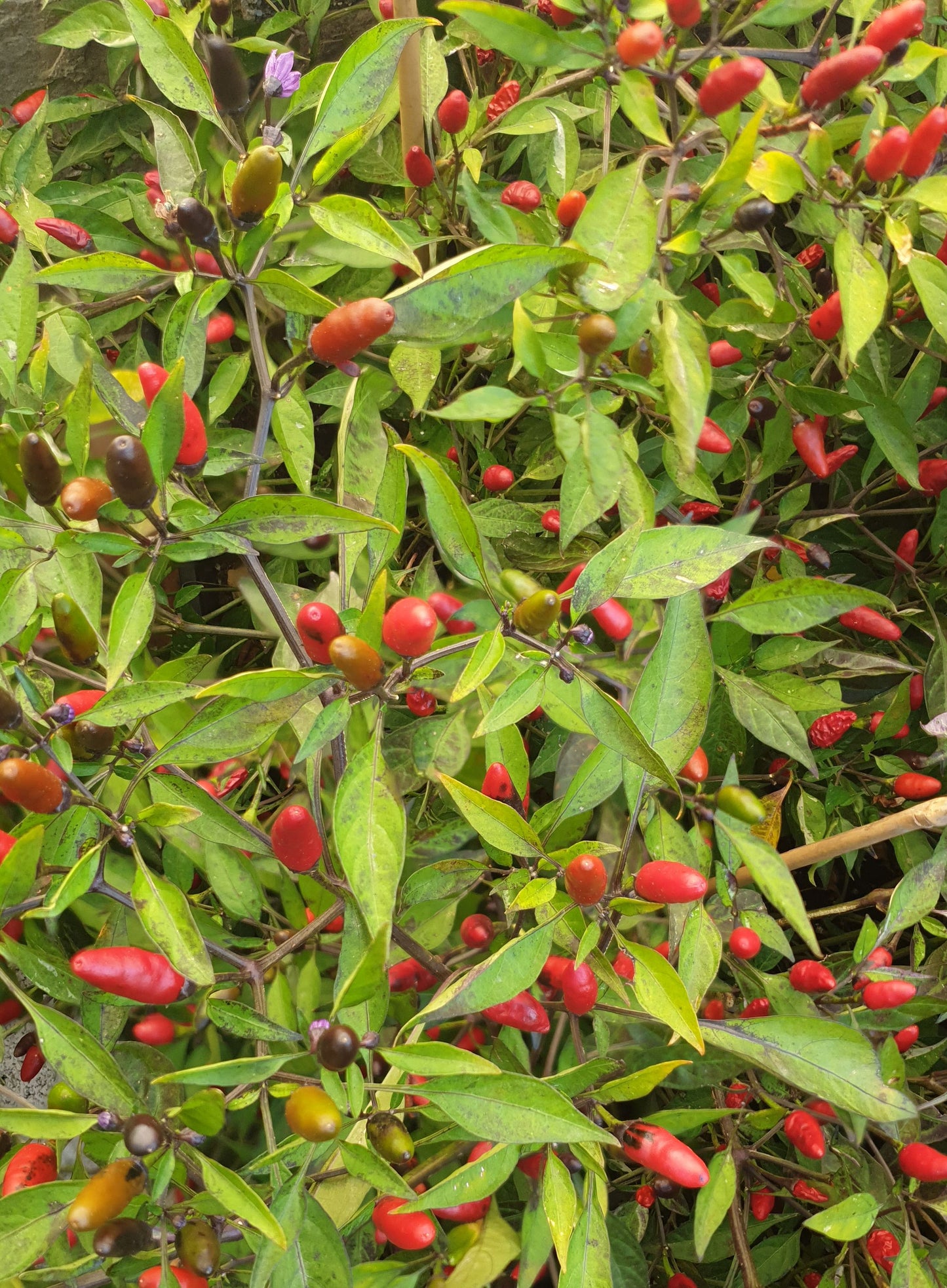 Zimbabwe Black - 10 chilli seeds