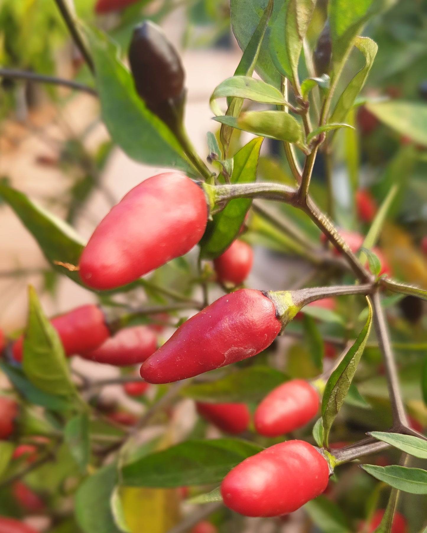 Zimbabwe Black - 10 chilli seeds