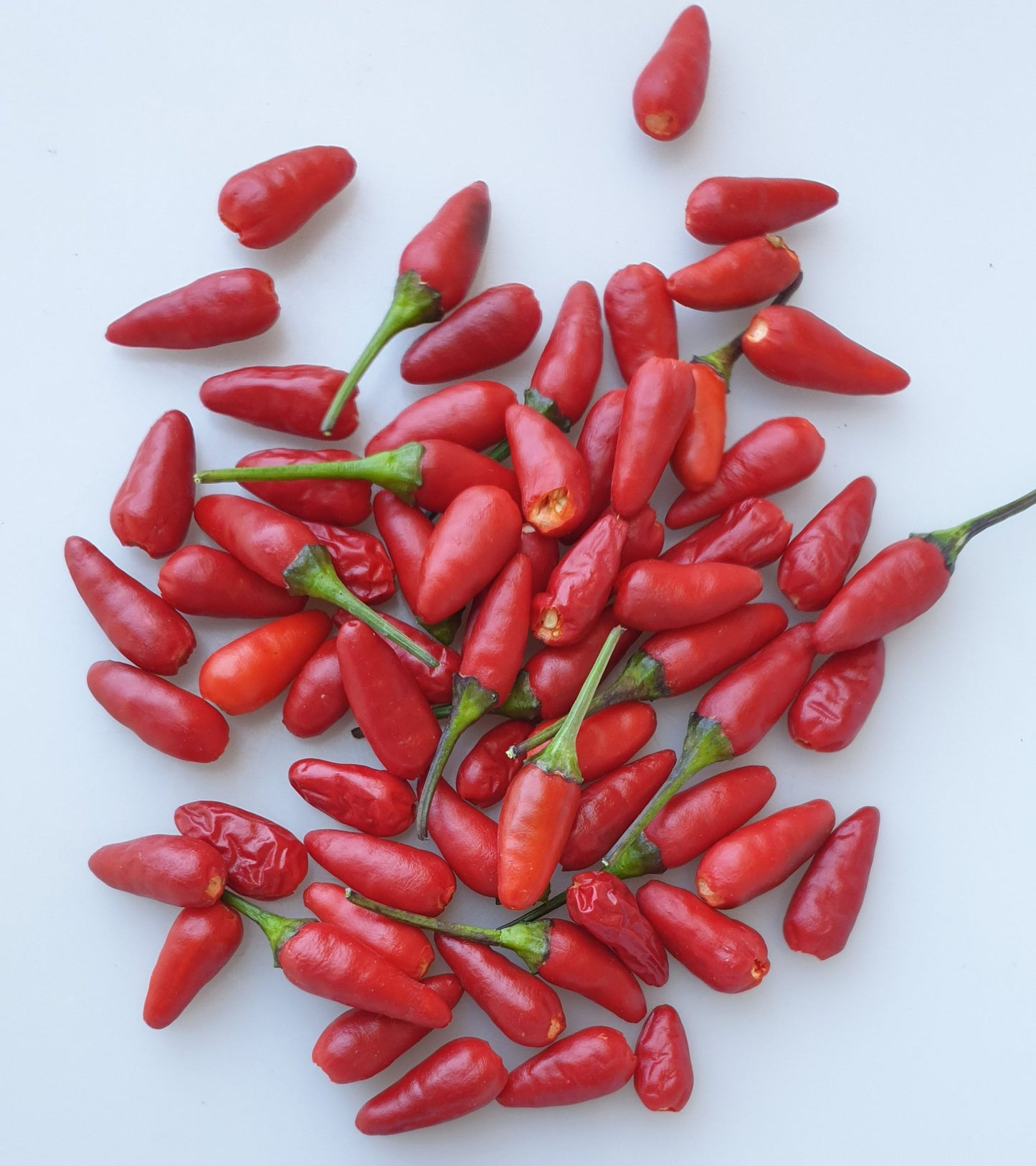 Zimbabwe Black - 10 chilli seeds