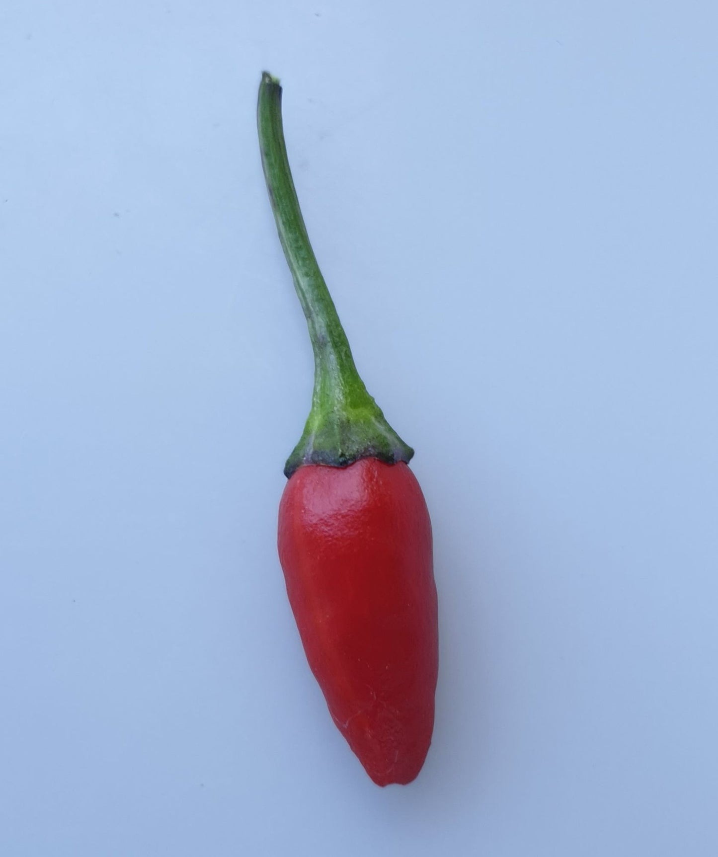 Zimbabwe Black - 10 chilli seeds
