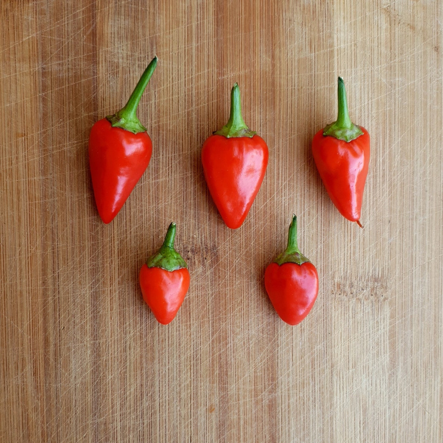 Abbreviatum Chilis