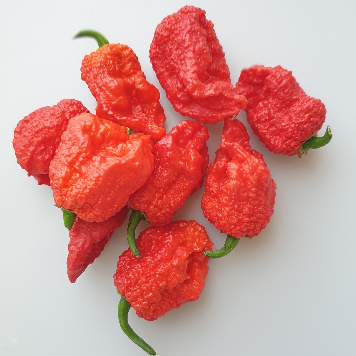 9 rote 7 Pot Jonah Chilis