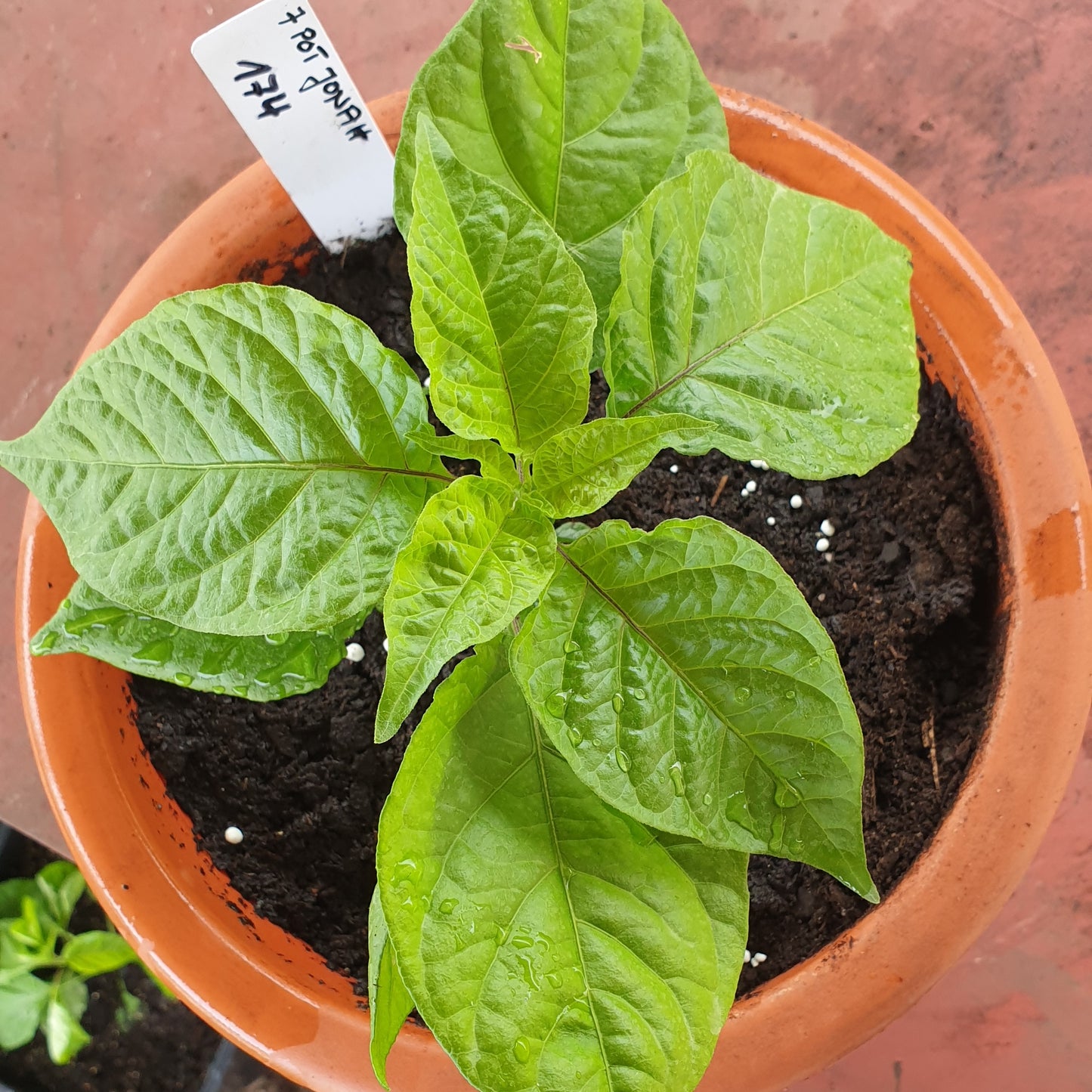 kleine grüne 7 Pot Jonah Pflanze im Blumentopf