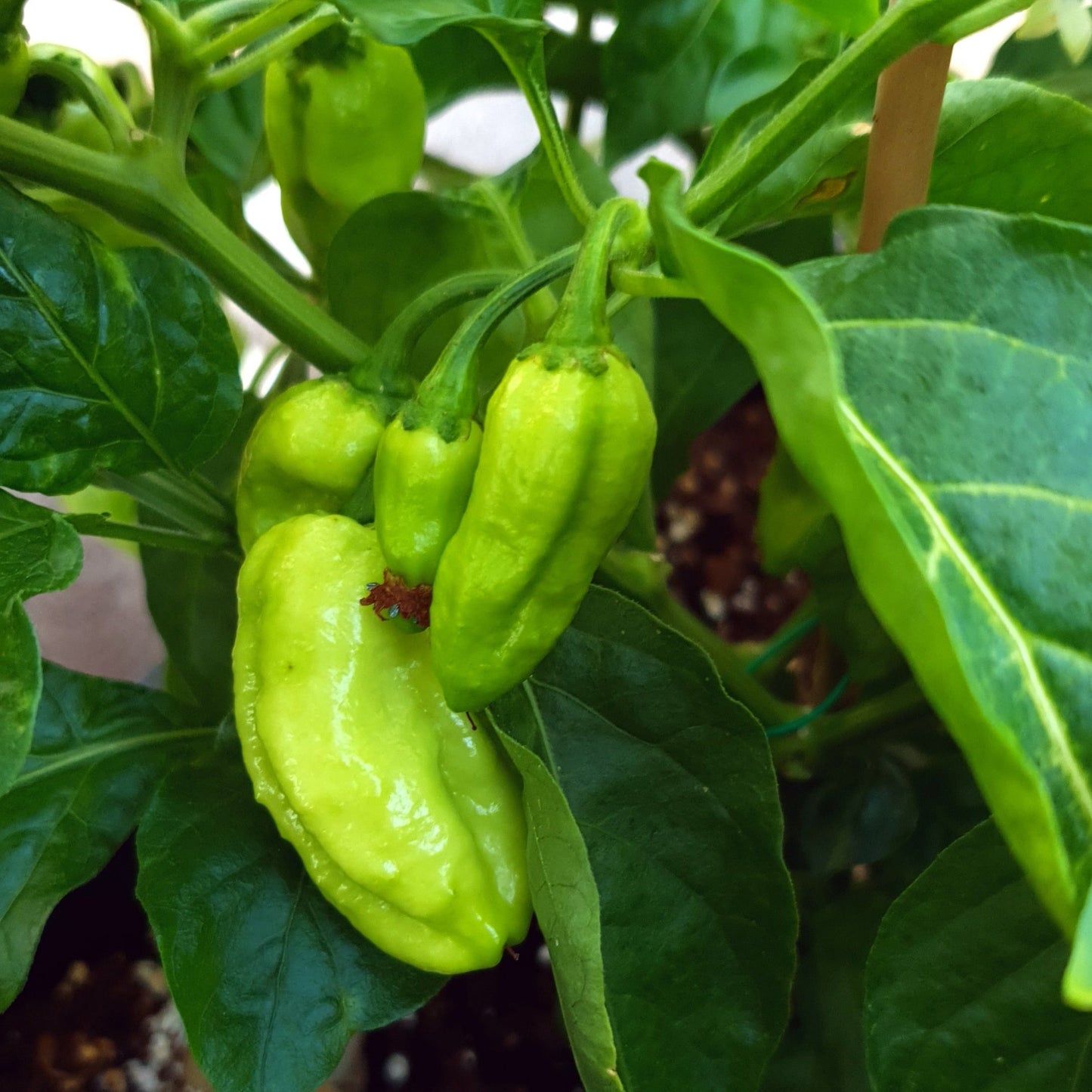 noch grüne an der Pflanze hängende 7 Pot Peach Chilis