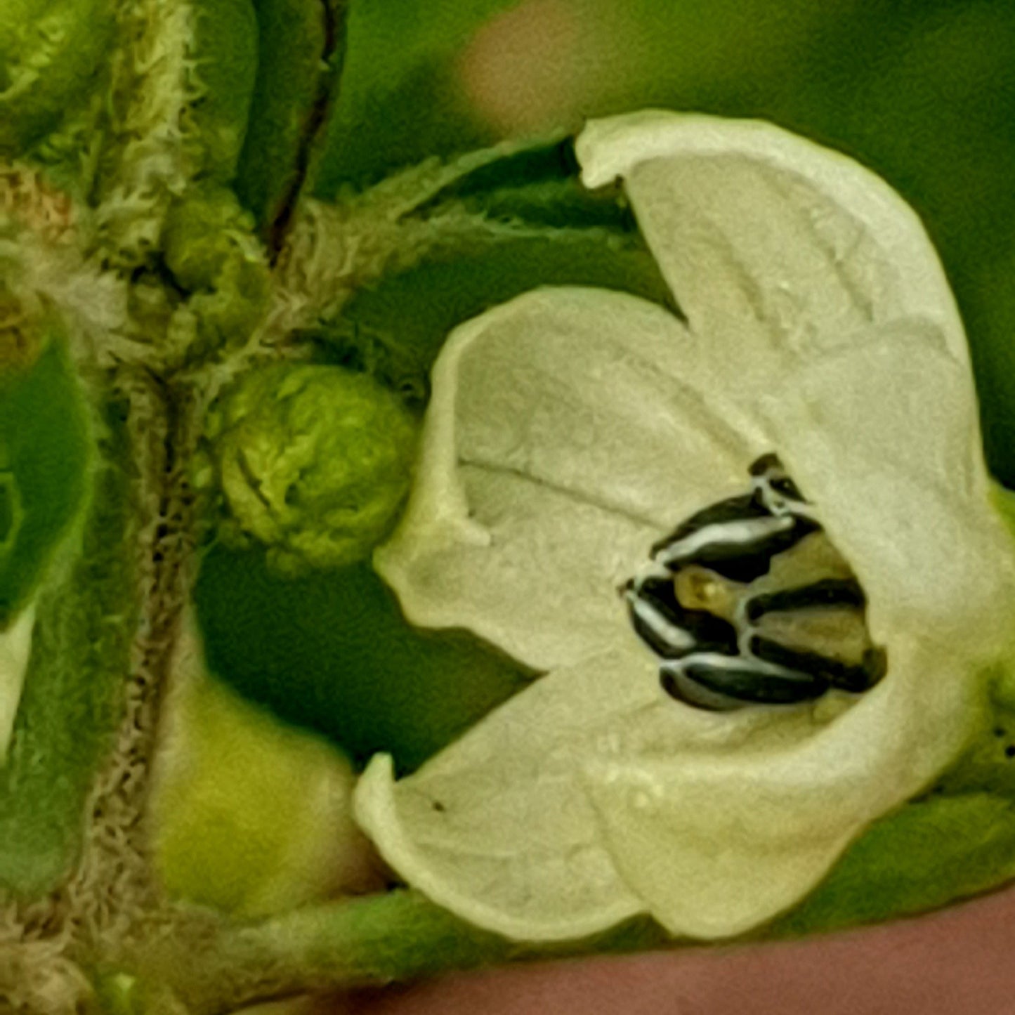 7 Pot Peach Blüte