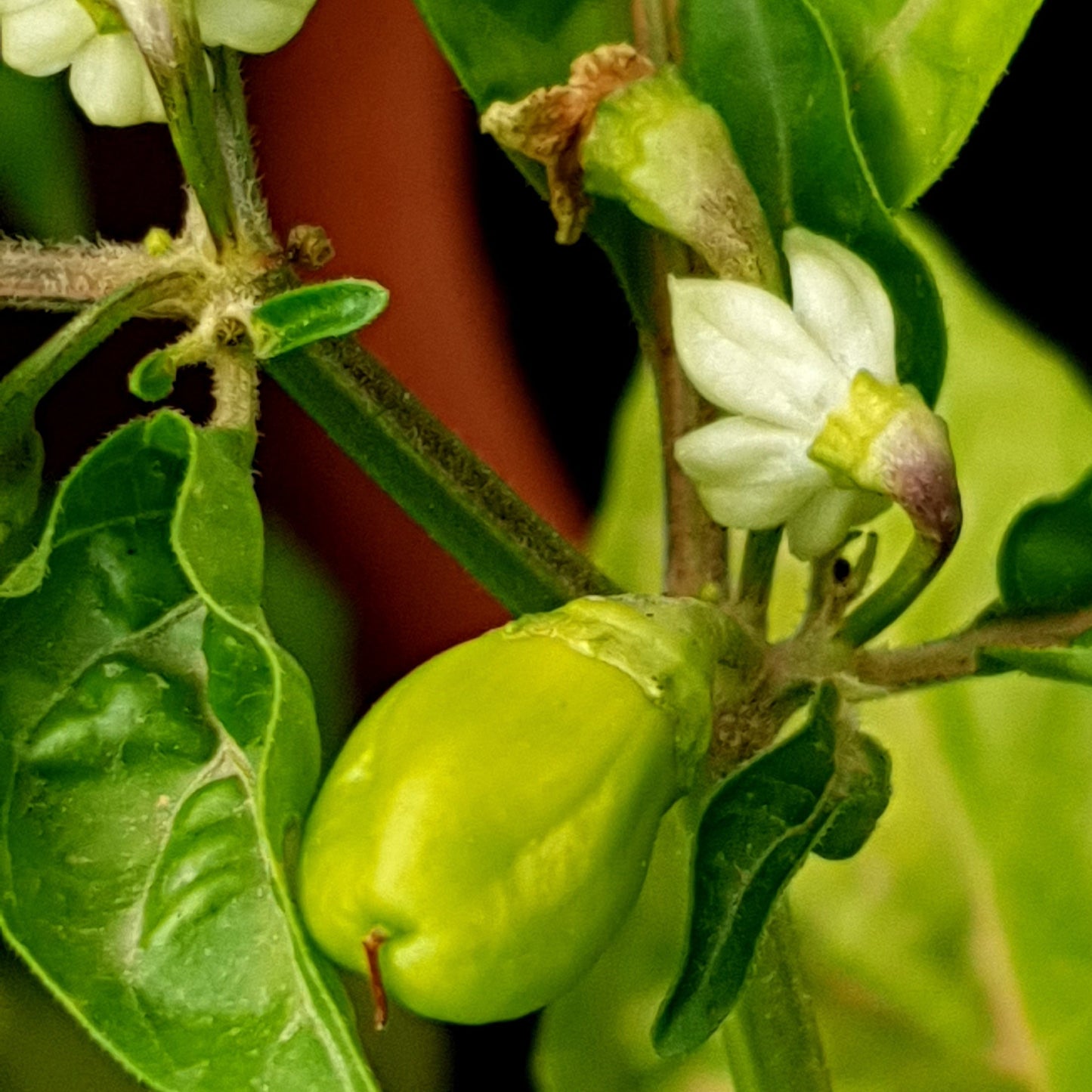 7 Pot Peach - 10 semillas de chile