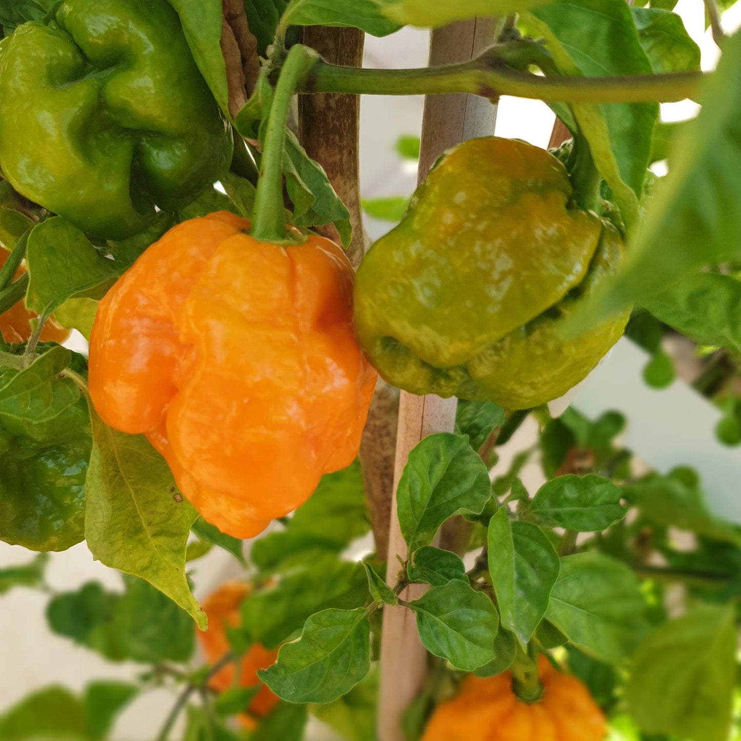 eine grüne und eine gelbe 7 Pot Primo Yellow Frucht an der Pflanze