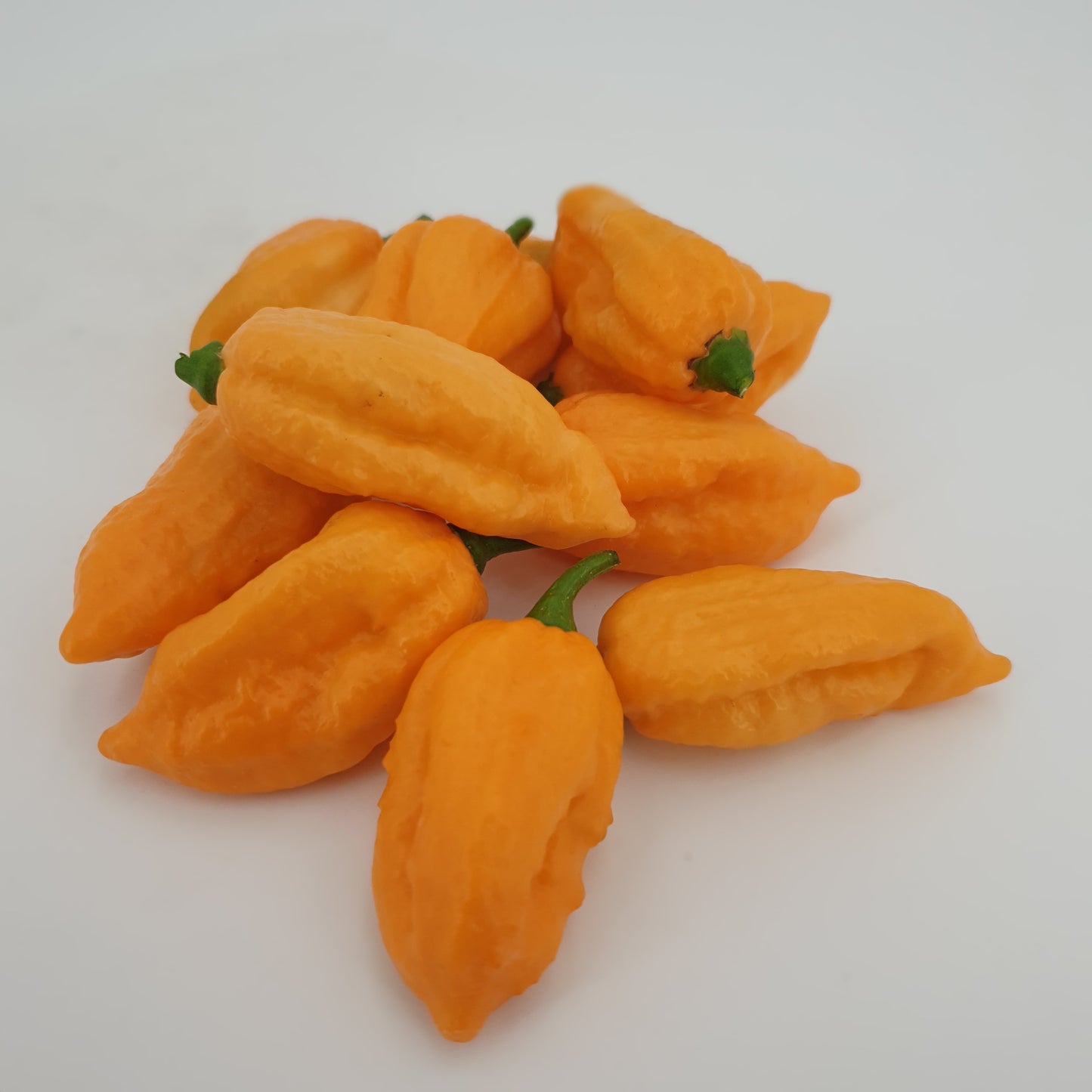 10 gelbe 7 Pot Peach Chilis