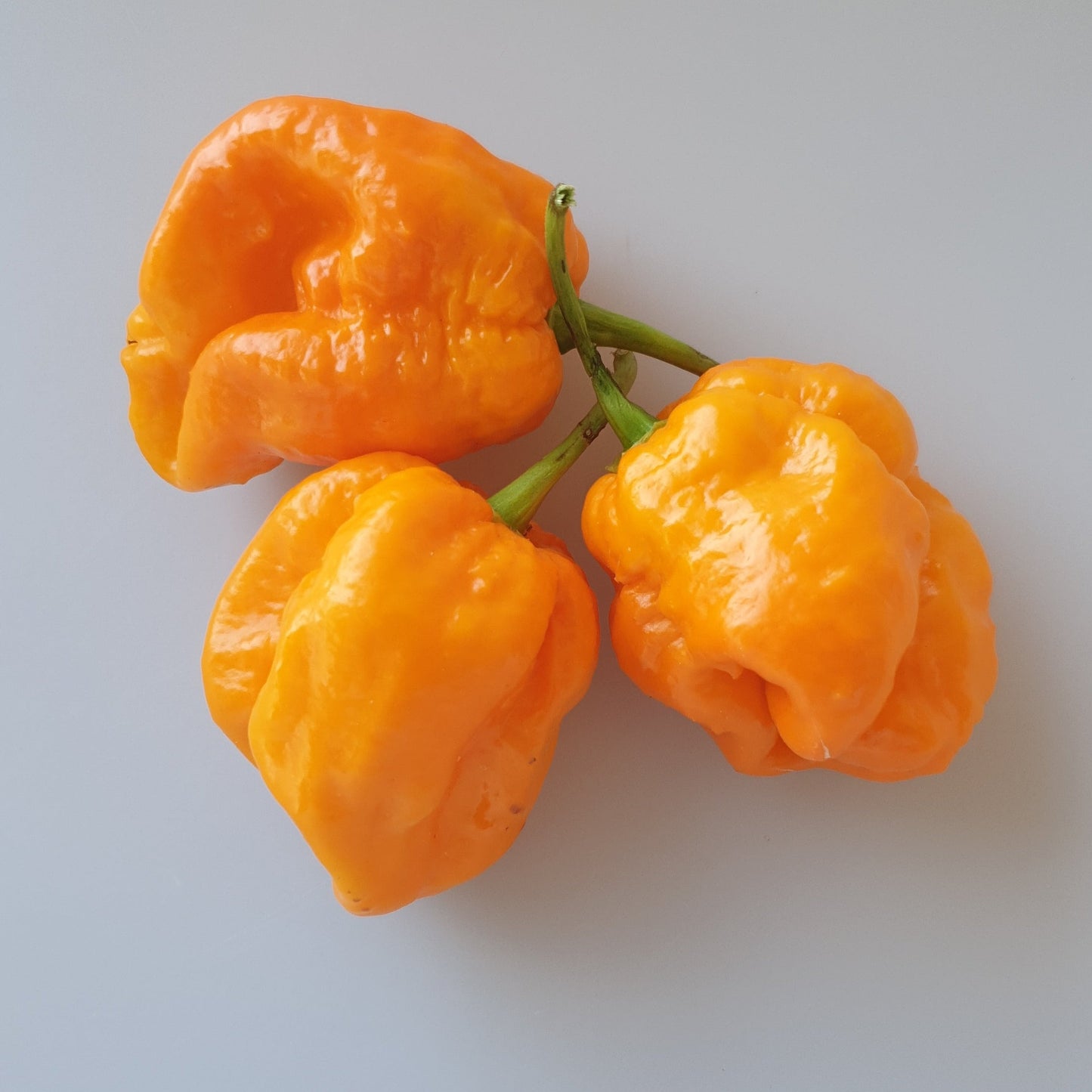 3 gelbe Früchte der 7 Pot Primo yellow Chili