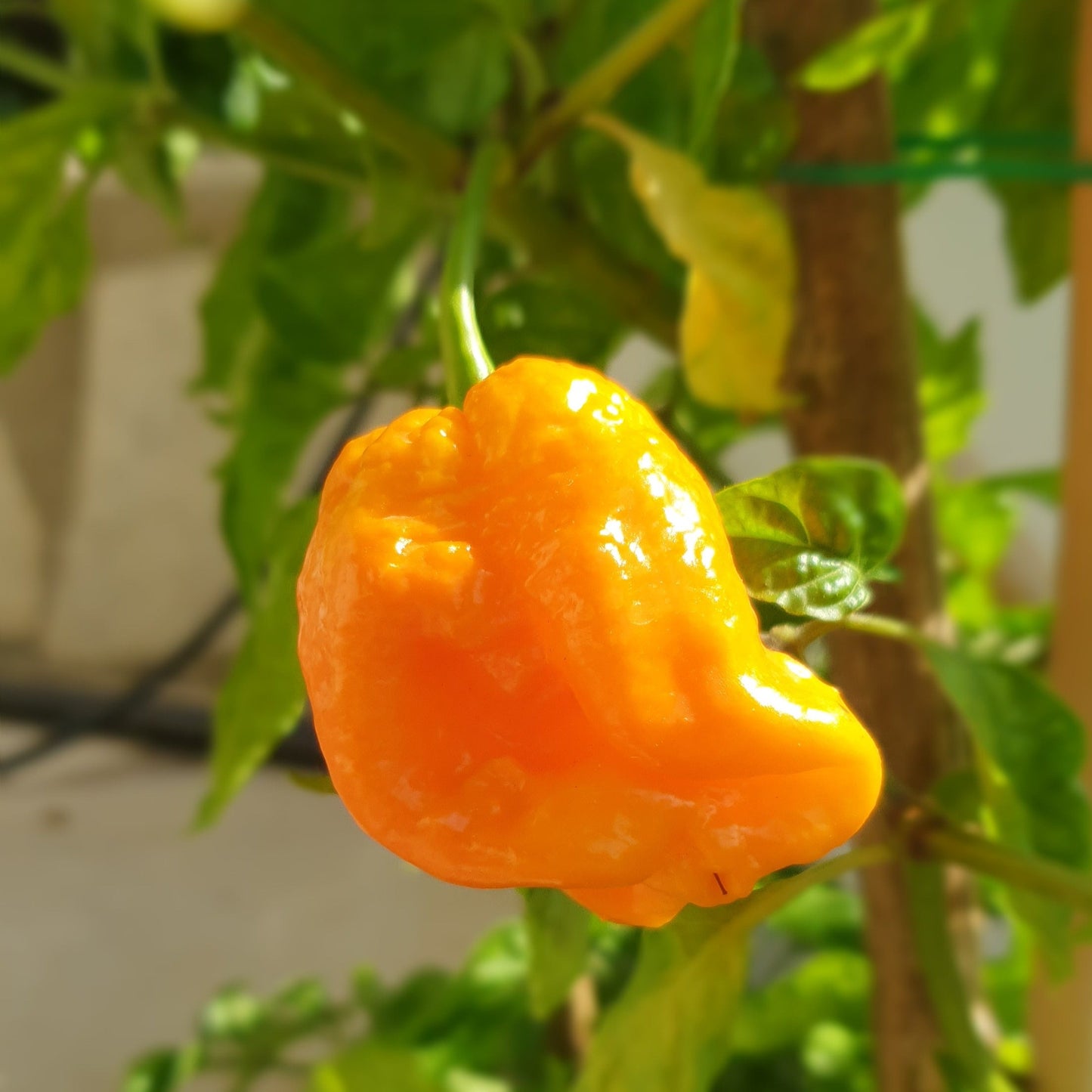 eine gelbe 7 Pot Primo Yellow Frucht an der Pflanze