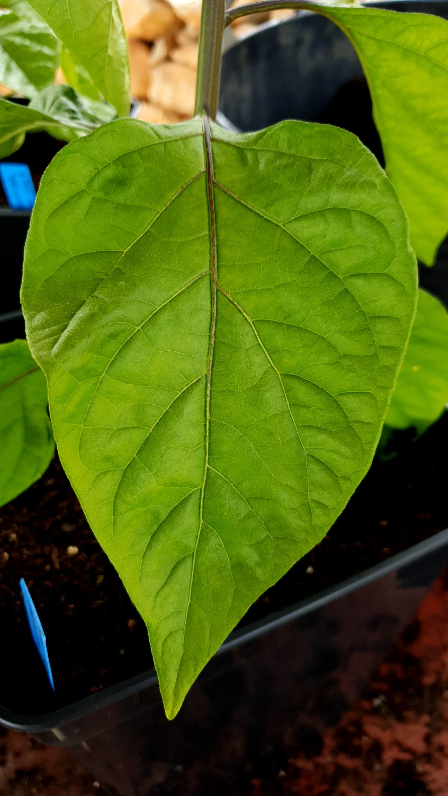 1 Blatt der 7 Pot Primo yellow Pflanze