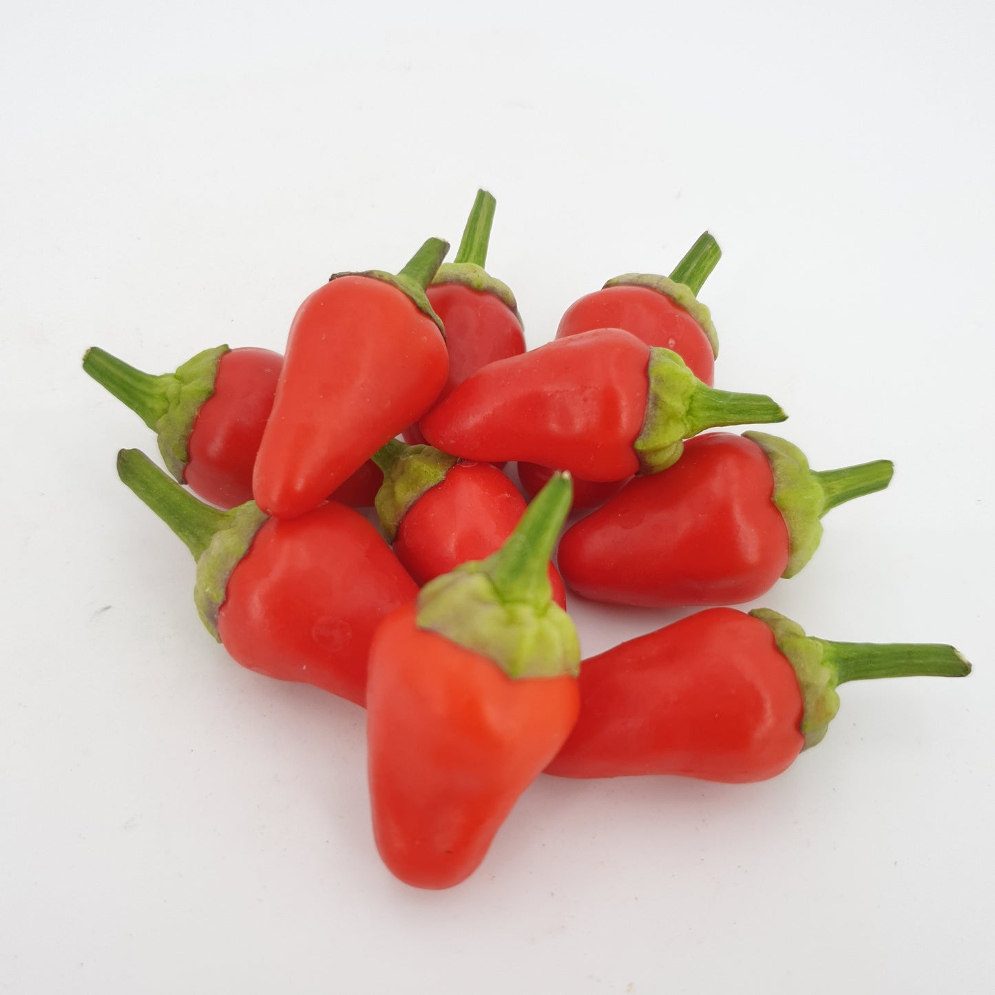 10 rote Abbreviatum Chilis