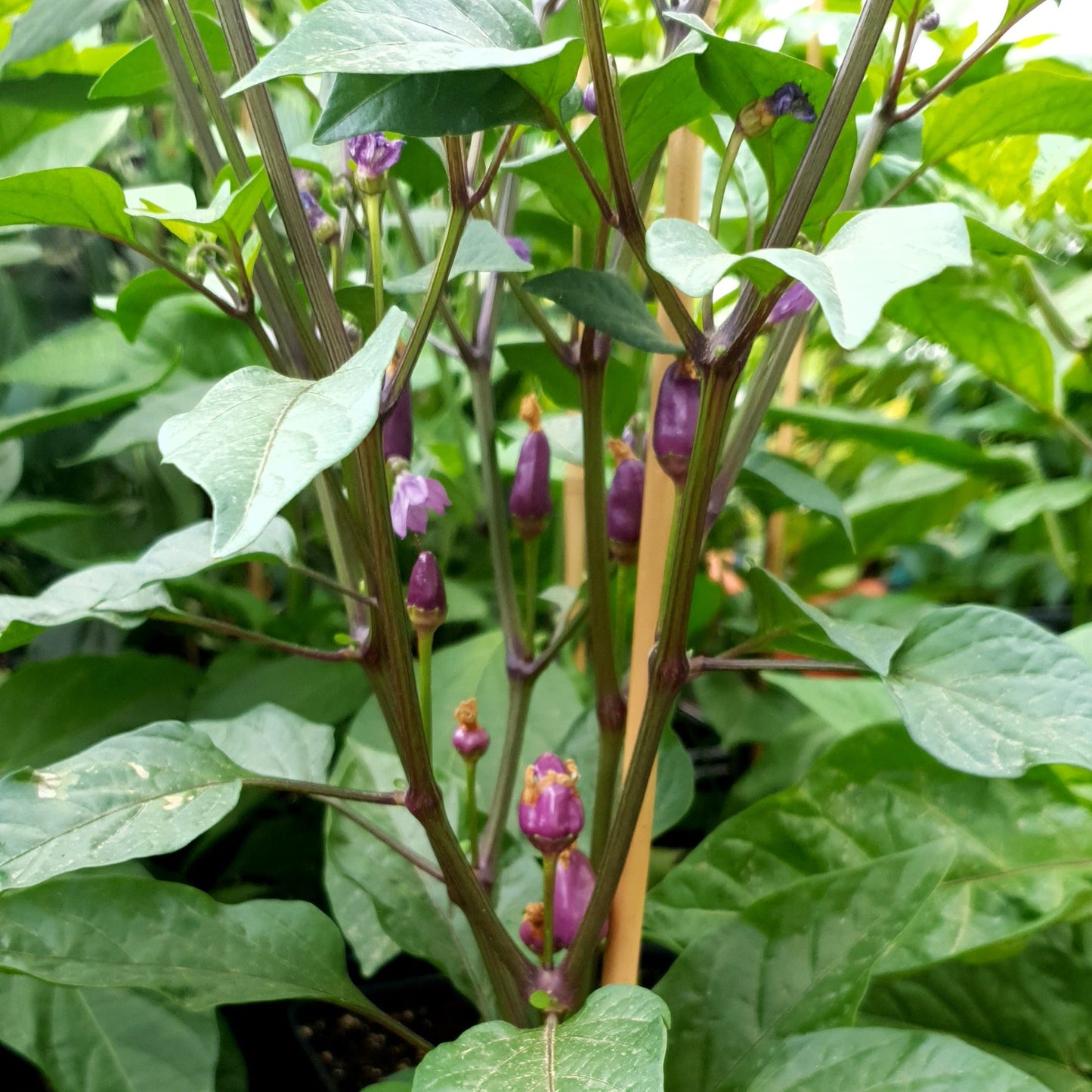 lilafarbene Abbreviatum Chiliknospen