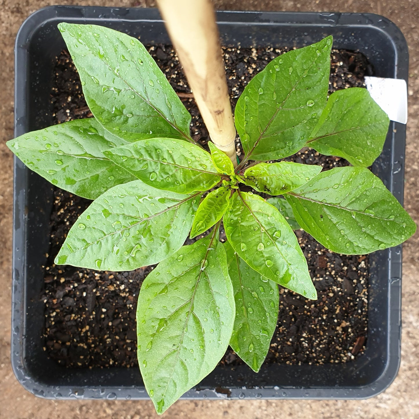 Abbreviatum Chili von Oben klein