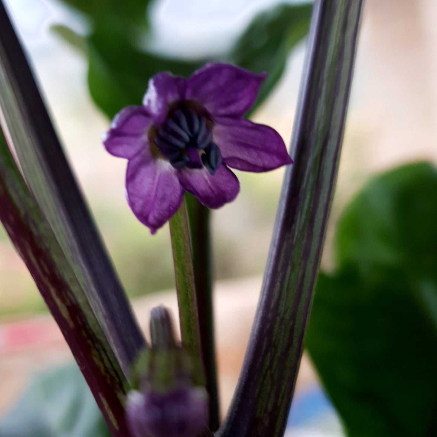 lilafarbene Abbreviatum Blüte
