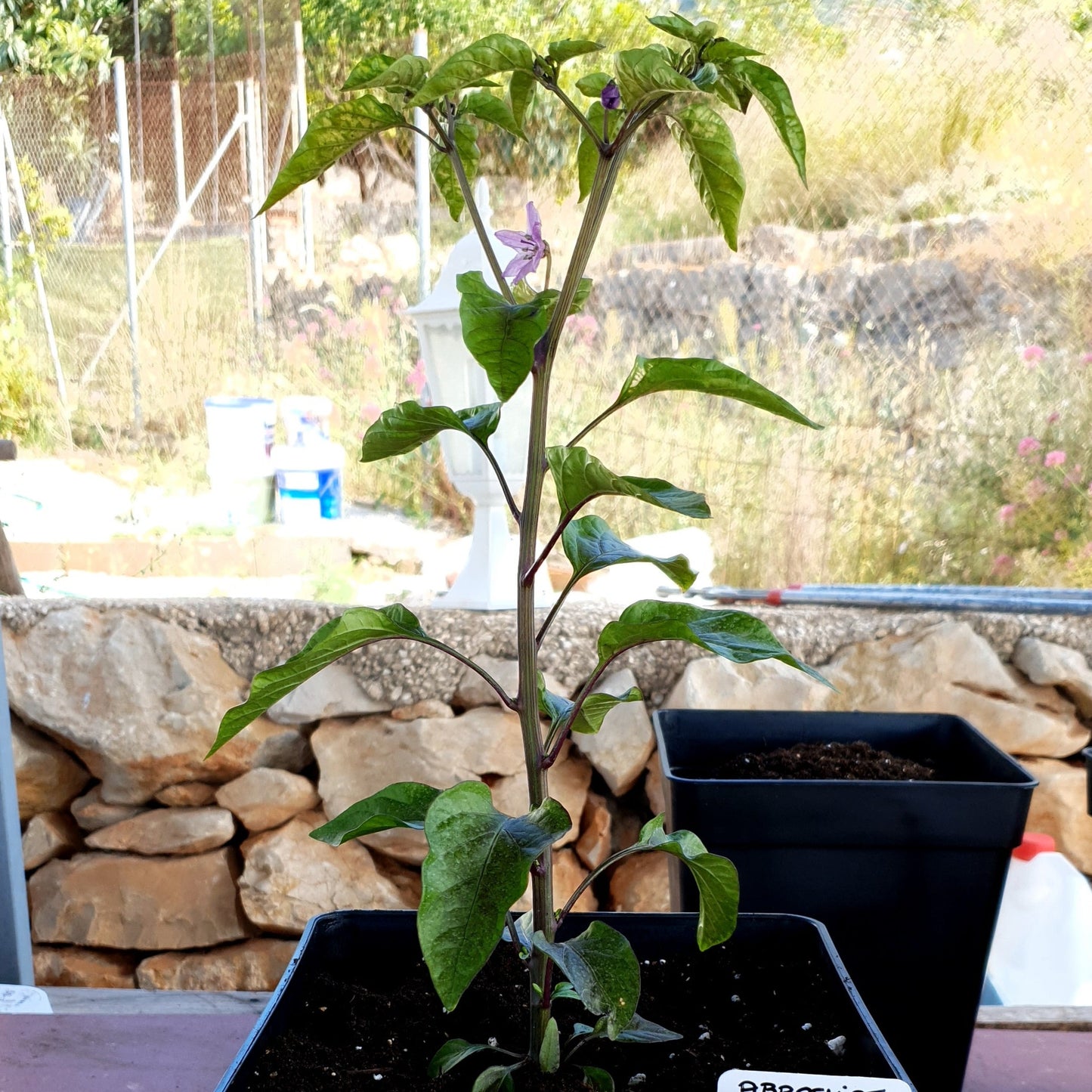 Kleine Abbreviatum Chili im Topft