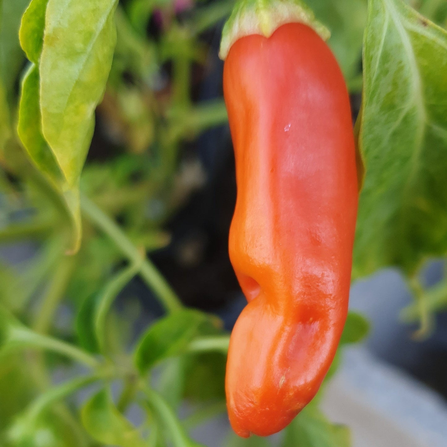 einzelne rote Abchazskij ostruyi Frucht am Strauch