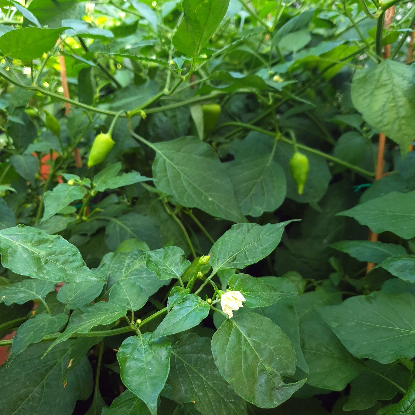 Aji Benito Pflanze mit Blüte