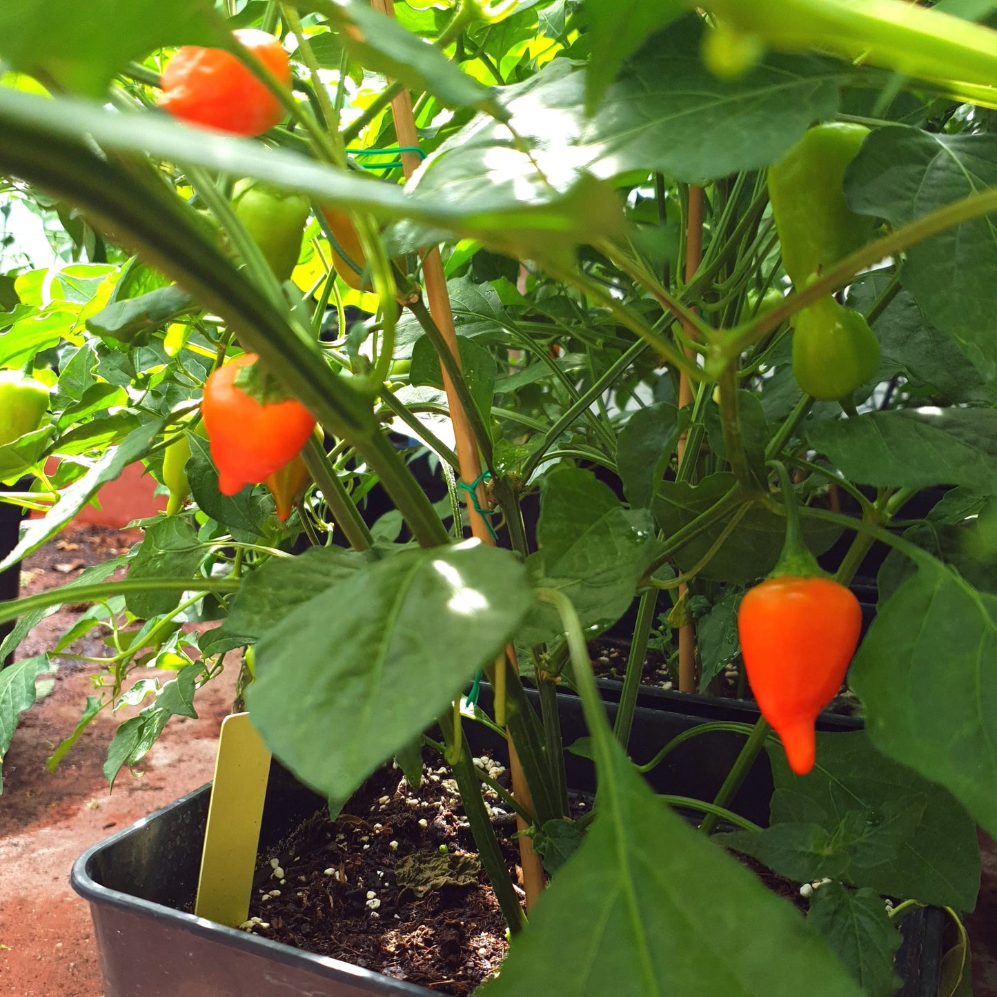 Aji Benitos Pflanze mit fast reifen Früchten