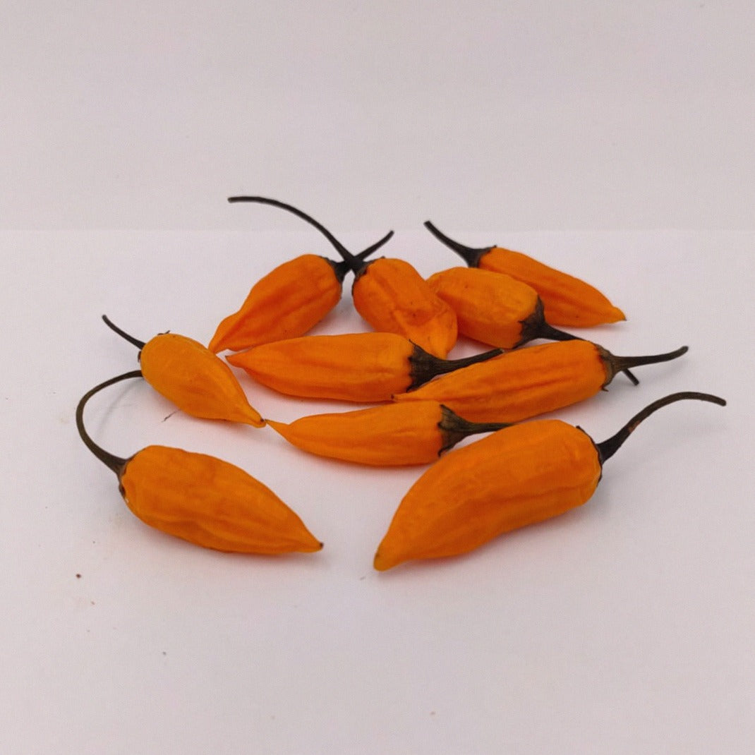 10 gelbe Aji Habanero Früchte