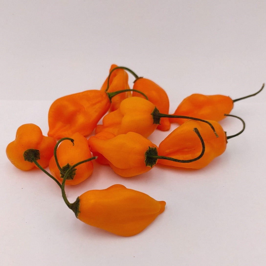 10 orangefarbene Aji Mandarin Früchte