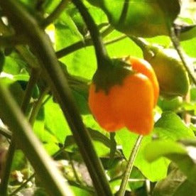 Aji Mango Frucht am Strauch